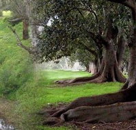 Rivergum Cottage - Accommodation Burleigh