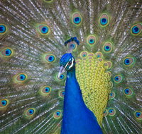 Willunga Peacock Farm Bed and Breakfast - Accommodation Burleigh