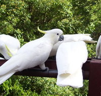 Lorikeet Lane BB - Accommodation Burleigh