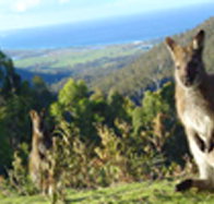 Rainbow Retreat Wilderness Eco Cabins - Accommodation Burleigh