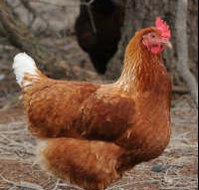 Avonmore Estate Biodynamic Winery - Accommodation Burleigh