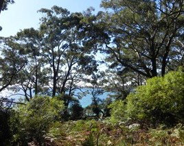Booderee National Park: Bristol Point Camping Area - Accommodation Burleigh 1