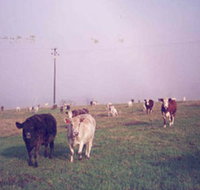 Seeview Farmstay - Accommodation Burleigh