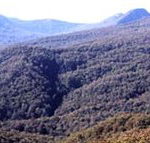 Callicoma Hill Eco-Cabins - Accommodation Burleigh