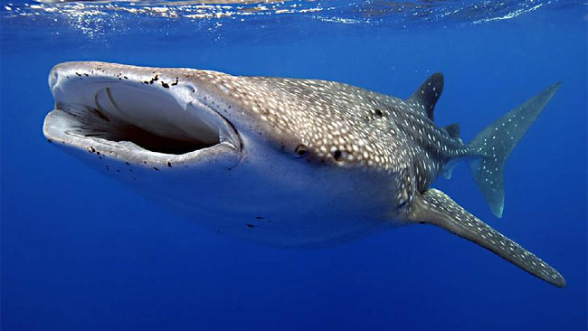 Exmouth Holiday Homes - Accommodation Burleigh