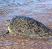 Mackerel Islands - Accommodation Burleigh