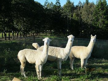 Blackwattle Farm B&B And Farm Stay - Accommodation Burleigh 0