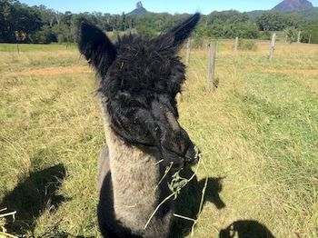 Blackwattle Farm B&B And Farm Stay - Accommodation Burleigh 4