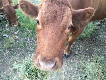 Blackwattle Farm B&B And Farm Stay - Accommodation Burleigh 5