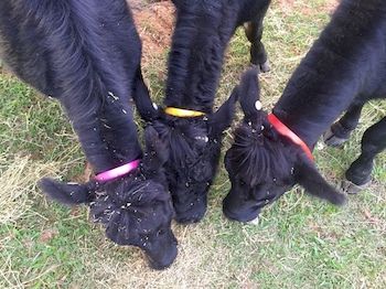 Blackwattle Farm B&B And Farm Stay - Accommodation Burleigh 6