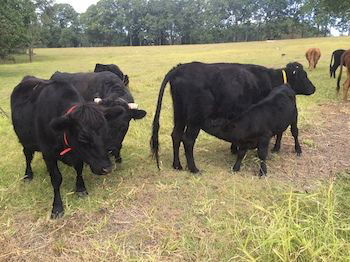 Blackwattle Farm B&B And Farm Stay - Accommodation Burleigh 8