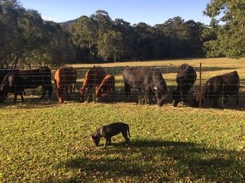Blackwattle Farm B&B And Farm Stay - Accommodation Burleigh 13