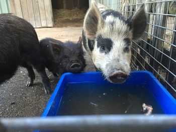 Blackwattle Farm B&B And Farm Stay - Accommodation Burleigh 14