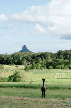 Blackwattle Farm B&B And Farm Stay - Accommodation Burleigh 38