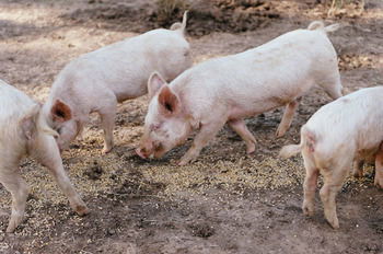 Blackwattle Farm B&B And Farm Stay - Accommodation Burleigh 40