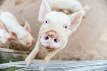 Blackwattle Farm B&B And Farm Stay - Accommodation Burleigh 41