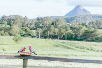 Blackwattle Farm B&B And Farm Stay - Accommodation Burleigh 42