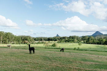 Blackwattle Farm B&B And Farm Stay - Accommodation Burleigh 43