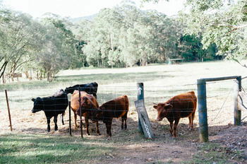Blackwattle Farm B&B And Farm Stay - Accommodation Burleigh 44