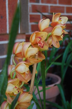 L'Auberge Angara Bed And Breakfast - Accommodation Burleigh 42