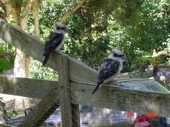 Stones Throw Cottage Bed & Breakfast - Accommodation Burleigh 4