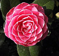 Cloverlea Gardens Bed and Breakfast - Accommodation Burleigh