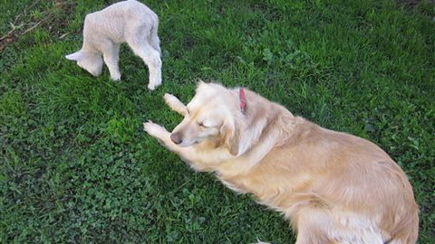 Bellevue Farmstay - Accommodation Burleigh 2