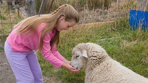 Bellevue Farmstay - Accommodation Burleigh 3