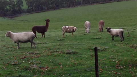 Bellevue Farmstay - Accommodation Burleigh 6