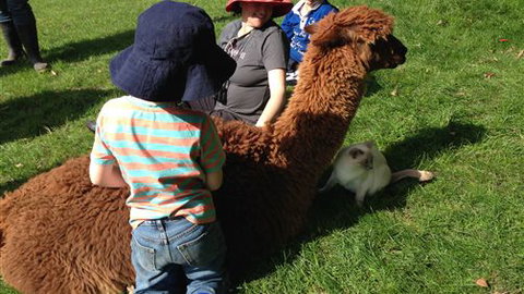 Bellevue Farmstay - Accommodation Burleigh 5