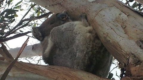 Bellevue Farmstay - Accommodation Burleigh 7