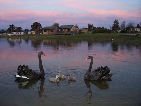 Mansfield Holiday Park - Accommodation Burleigh 0