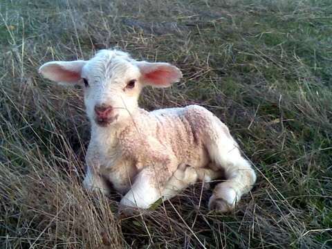 Glendara Cottage - Accommodation Burleigh 1