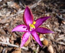 Mt Trio Bush Camp And Caravan Park - Accommodation Burleigh 2