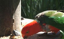 Jervis Bay Cabins And Hidden Creek Real Camping - Accommodation Burleigh 3