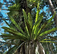 Rummery Park campground - Accommodation Burleigh