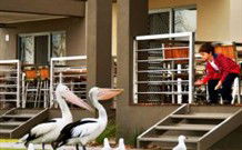 Ski Club Holiday Park - Accommodation Burleigh 1