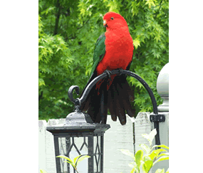 Shelton-lea Bed & Breakfast - Accommodation Burleigh 5