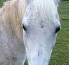 Eaglewood B and B and Farmstay - Accommodation Burleigh