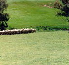 Gooromon Park Cottages - Accommodation Burleigh