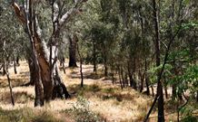 Wagon Wheel Motel And Units - Accommodation Burleigh 6