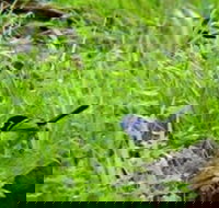 Morialta Bed And Breakfast - Accommodation Burleigh