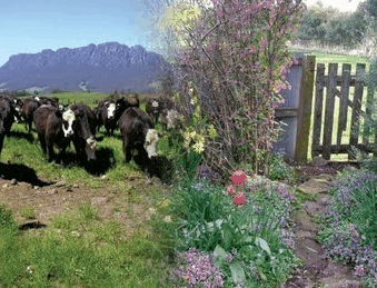 Carinya Farm Holiday Retreat - Accommodation Burleigh 3