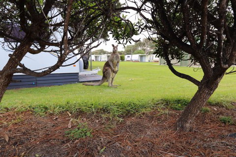 Anglesea Family Caravan Park - Accommodation Burleigh 3