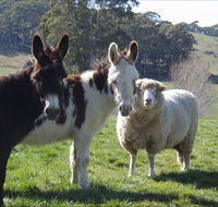 Avaleigh Elms Farmstay - Accommodation Burleigh