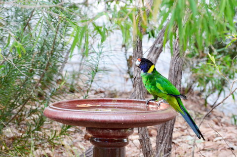 Caves Road Chalets - Accommodation Burleigh 1