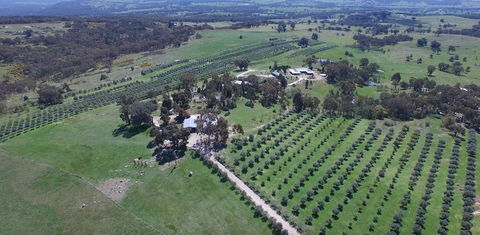 L'Oliveraie - Accommodation Burleigh 6