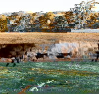 Lone Pine Homestead - Accommodation Burleigh