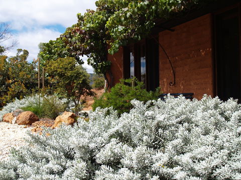Kangaroos In The Top Paddock - Accommodation Burleigh 0