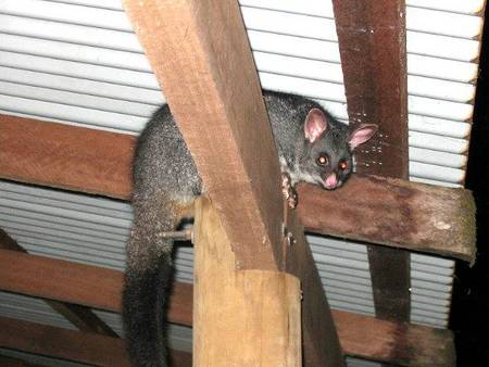 Pemberton  Forrest Cottages  - Accommodation Burleigh 0